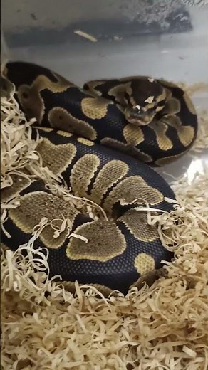 Normal Ball Python Digesting Her Meal 🐍 | What It Looks Like After Feeding!