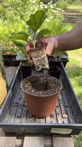 1.5M views · 7.5K reactions |  Not ready to plant out? Pot up! 華...