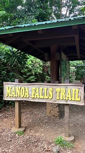 Unser Manoa Wasserfall Hike von heute, durch wunderschöne Natur … our Manoa Falls Hike from today, enjoying the beautiful nature #manoafalls #manoafallstrail #manoafallshike #oahu #hawaii | Manuela Reimann