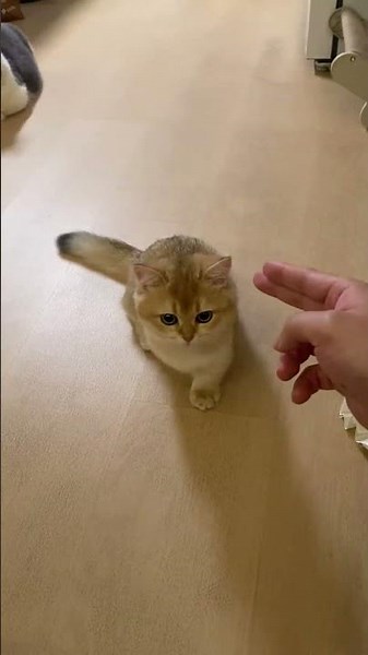 Kitten pretends to “fall” in Guangdong, China