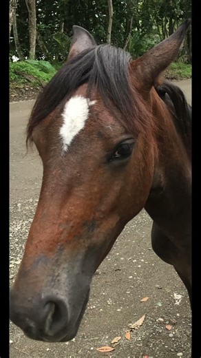 Neigh #horse #pony #equestrian Neigh!