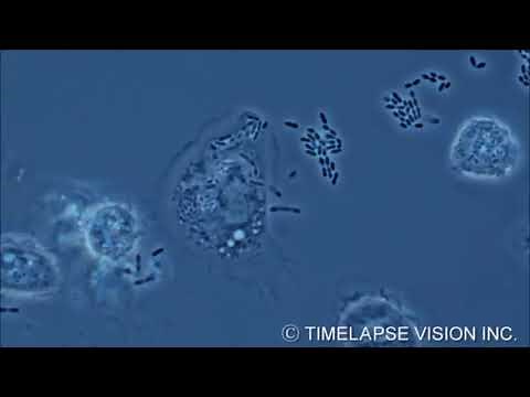 Activité2 Phagocytose