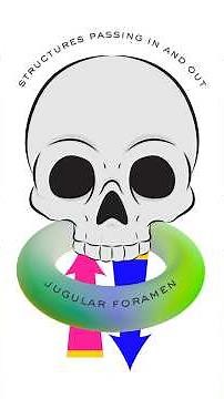 Structures passing through jugular foramen of skull 💀 #anatomy #biology #shorts