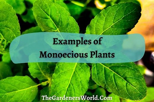 Monoecious Plants Examples And How To Identify Them - The Gardeners World