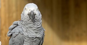 Five Parrots At A British Zoo Were Separated After They Kept Encouraging Each Other To Swear