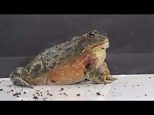 Pixie Frog Eats A Rat Tail First / Warning Live Feeding