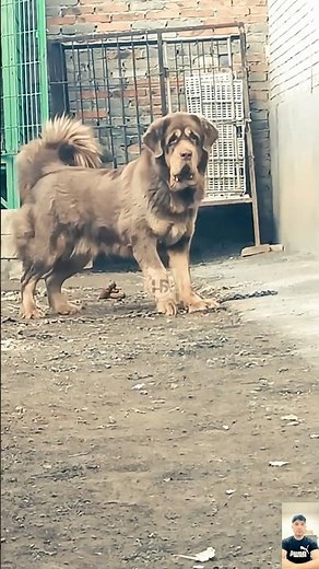 Tibetan Mastiff: The Most Aggressive & Powerful Guard Dog in Action