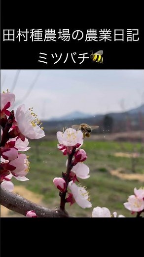 【ミツバチ受粉】盛岡 八助梅の果樹園にて #農業 #田村種農場 #盛岡