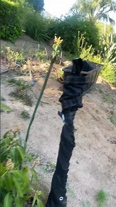Mango Tree Planting: Urgent Backyard Orchard