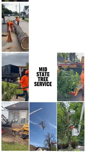 398 reactions · 32 shares | Mid State Tree Service in action Different jobs same commitment to quality. #TreeWork #QualityService #MisStateTreeService | Mid State Tree Service and Arborist | Facebook