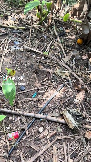 Finally carch the Mangoose #fyp #heartasteel #gamefowl #mamgoose