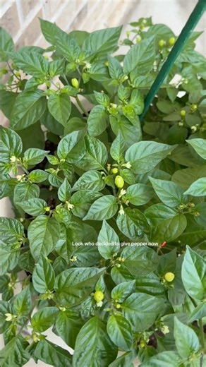 🌶️ Look who finally decided to show up — my wiri wiri pepper tree is giving peppers now! 🌱✨