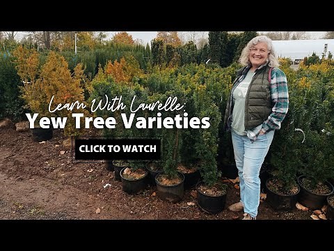 Yew Tree Varieties at Art's Nursery