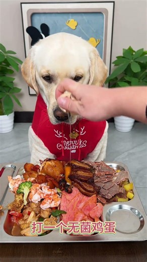 一口接一口One mouthful after another#dog #cutepets #pets