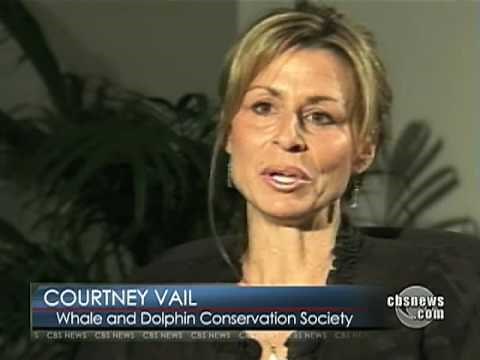 Video Before Killer Whale Attack