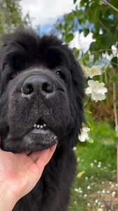 Life’s all about chin rubs and cute teeth 🥹. . . . #newfie #newfoundland #newfiesofinstagram #dog #dogs #cutedogs #cutedog #bestdogever #doglover #doglovers #dogsofinstagram #dogsofinsta #dogsofig #dogsofinstaworld #dogsoftheday #dogsoflove #puppyoftheday #puppies #doggo #mansbestfriend #dog_features #mydogiscutest #dailybarker #weeklyfluff #family #flowers #doglife #doglover #floof #happy #dogsofgreatbritain | Newfoundland Lovers
