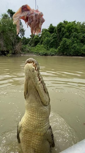 Thrilling Crocodile Bungee Jumping in Australia
