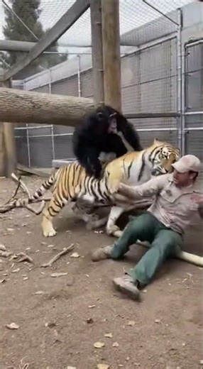 Nobody Expected This: Chimp Stops Tiger Attack