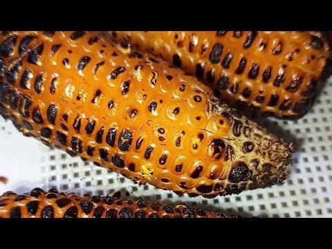 Hamara kitchen is live