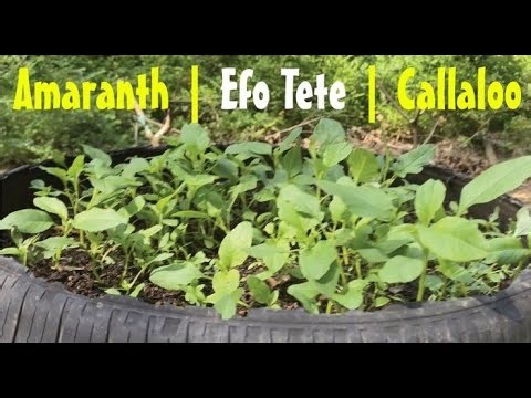 How To Grow Amaranth From Seeds. How To Grow Efo Tete | Callaloo From Seeds