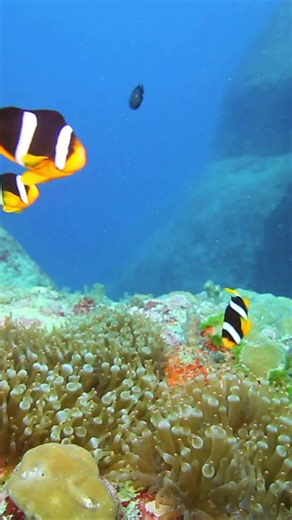 Tropical Fish Swimming in the Ocean with Relaxing Music for Work and Meditation 🐟 #relaxingmusic #spa #aquarium #ocean #tropical