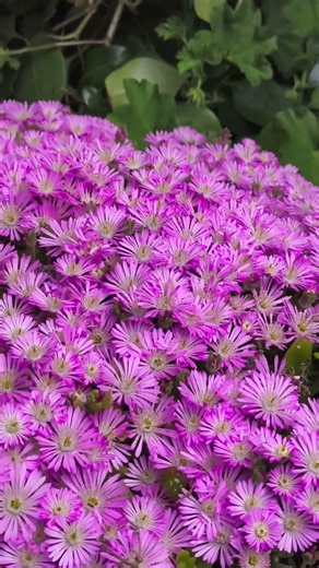 Bright ice plant (Delosperma cooperi) #nature #relax #argentina #flowers #beauty