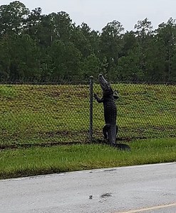 Did you know Alligator's can Climb Fences? | Live the Wild Life TV