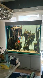 Discus on 333 gallons tank | CHASE Aquatics