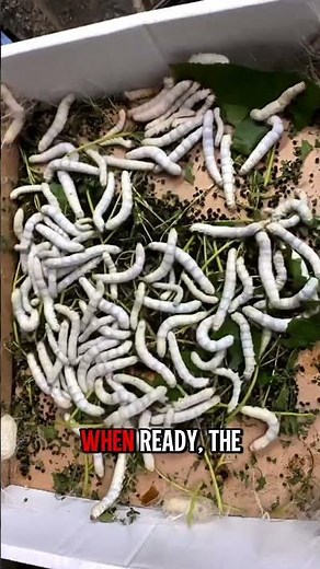 Silkworm Lifecycle | From Leaf to Silk Thread