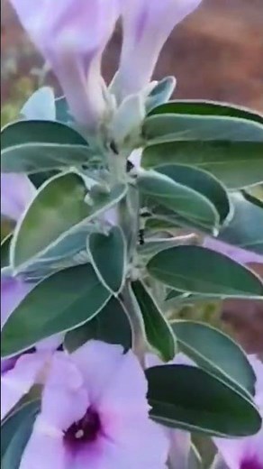 The African Flower That Blooms Like Fire in the Morning Sky