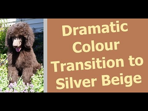 Silver Beige: Poodle's Dramatic Colour Change