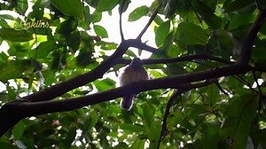 3.5M views · 37K reactions | Ada anak burung murai batu di Aviary legend #3 | Irfan Hakim | Facebook