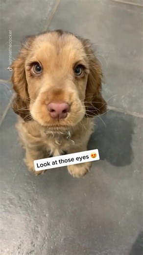Adorable Green-Eyed Cocker Spaniel: Heartwarming Dog Videos