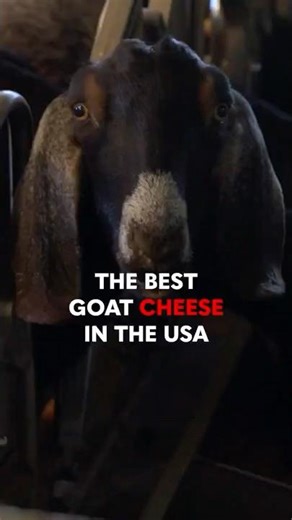 The Best Goat Cheese in the USA | Breaking Big Food Documentary Clip