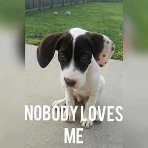 I love you 😍 🤗 Please like Dogs Diary | Dogs Diary