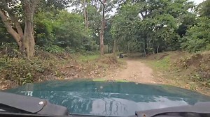 Jim Corbett National Park Jungle Safari | Jim Corbett Wildlife & Nature View