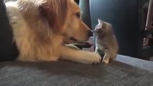 Possibly the cutest thing I've ever seen. | Puppies Daily