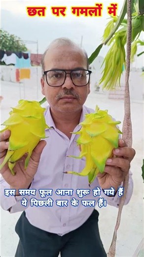 dragonfruit ड्रैगनफ़्रूट pitaya #dragonfruit #bestdragonfruit