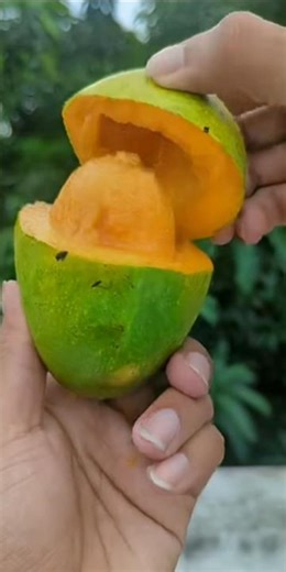 best mango cutting💘🌹# shorts#fruit #fruitcutting