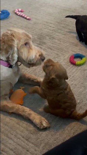 Medium Labradoodle puppies available 5 weeks old