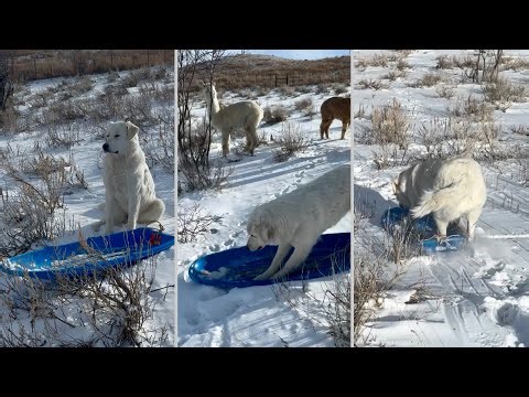 My Great Pyrenees/Akbash Dog Is Teaching Herself to Sled Ride