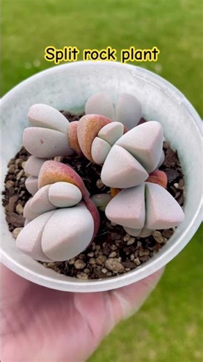 Pleiospilos nelii ‘Pink Royal Flush’ Split Rock Succulent 🌸
