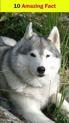 10 Amazing Animal Facts