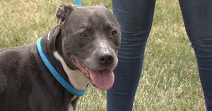 New unaltered animal registry hopes to curb backyard breeding, diminish strays in Marion County