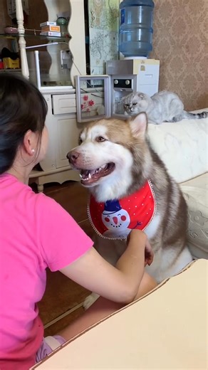 The importance of dogs learning a language Kuaishou Tiantuan #doglife #dogs #instadog #cat #beautiful #dogsofinstagram #funny #doglovers #dog #fun #love #dogoftheday | Video Plusシ