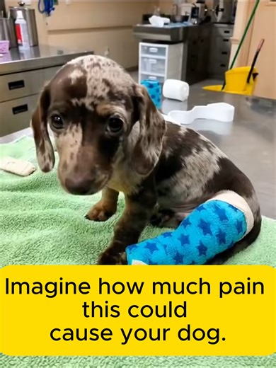 Preventing Osteosarcoma in Dogs: Key Insights