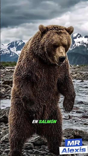 El Oso Kodiak: Uno de los Osos Más Grandes del Mundo 🔥