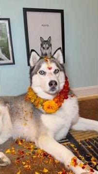 Let’s celebrate Kukur Tihar! #cutedogs #goodboy #doglove #dogshort #talkingdog #huskies #doggielife