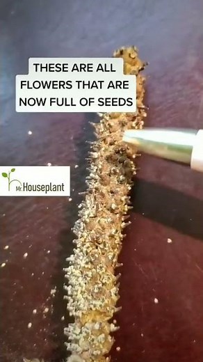 Harvesting Peace Lily (Quick and Easy!)