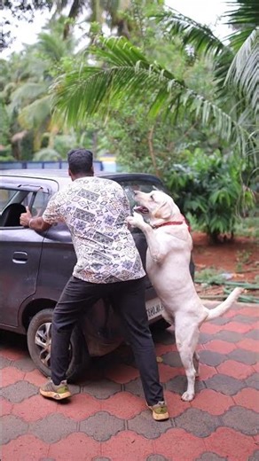 buddies 🐕❣️❣️❣️#cutedog #petshub